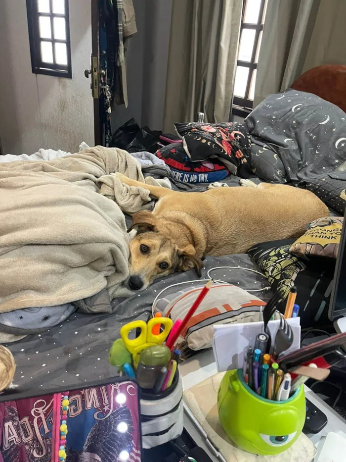 Cachorro ra a SRD-ViraLata idade 5 anos nome Bebel