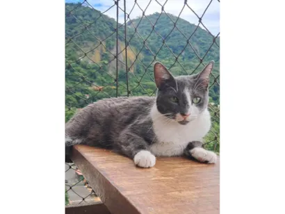Gato raça SRD-ViraLata idade 2 anos nome Sophie