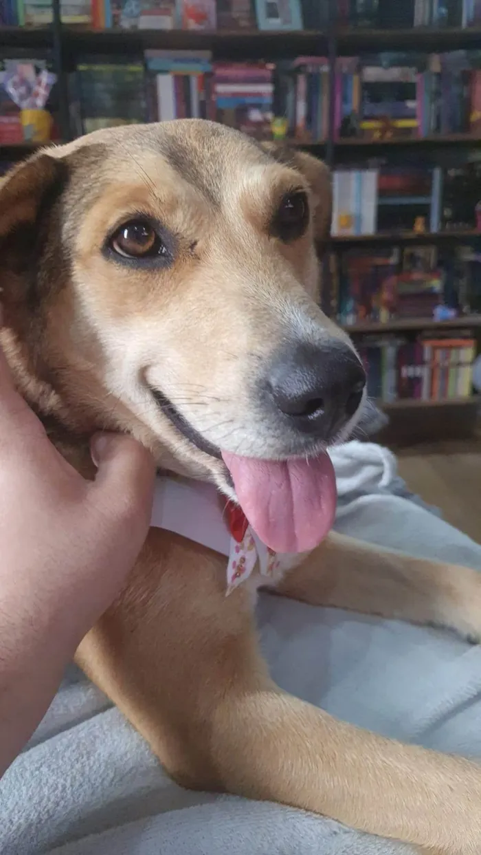 Cachorro ra a SRD-ViraLata idade 5 anos nome Bebel