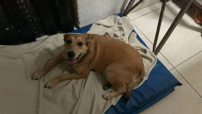 Cachorro ra a SRD-ViraLata idade 5 anos nome Bebel