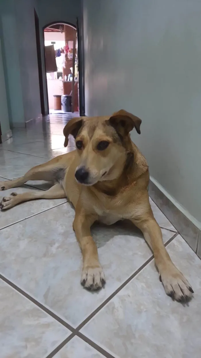 Cachorro ra a SRD-ViraLata idade 5 anos nome Bebel