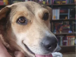 Cachorro raça SRD-ViraLata idade 5 anos nome Bebel