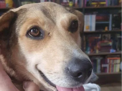 Cachorro raça SRD-ViraLata idade 5 anos nome Bebel