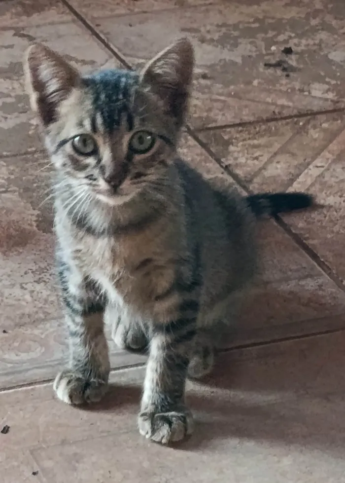 Gato ra a SRD-ViraLata idade Abaixo de 2 meses nome Sem nome ainda 