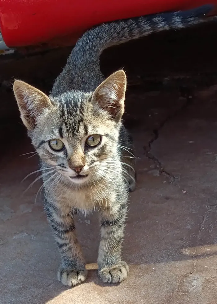 Gato ra a SRD-ViraLata idade Abaixo de 2 meses nome Sem nome ainda 