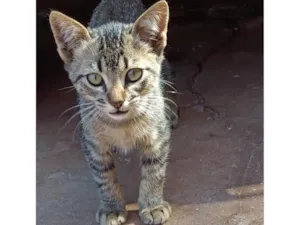 Gato raça SRD-ViraLata idade Abaixo de 2 meses nome Sem nome ainda 