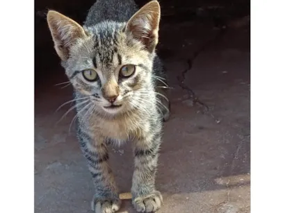 Gato raça SRD-ViraLata idade Abaixo de 2 meses nome Sem nome ainda 