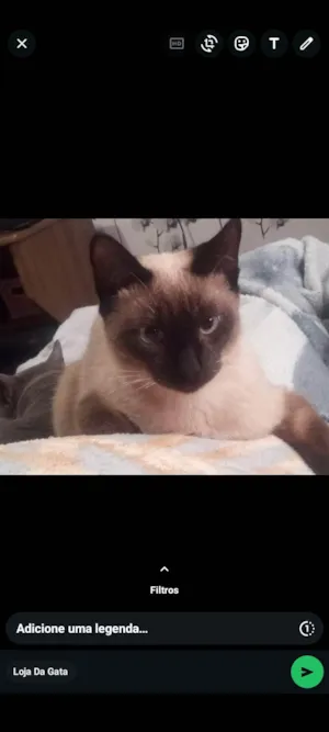 Gato raça SRD-ViraLata idade 1 ano nome Zeno