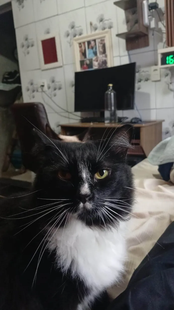 Gato ra a SRD-ViraLata idade 5 anos nome Frajola