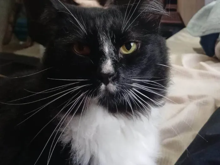 Gato ra a SRD-ViraLata idade 5 anos nome Frajola