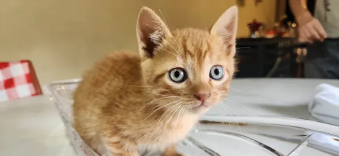 Gato ra a SRD-ViraLata idade 2 a 6 meses nome Caramelo