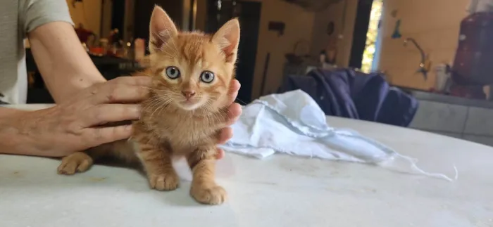 Gato ra a SRD-ViraLata idade 2 a 6 meses nome Caramelo