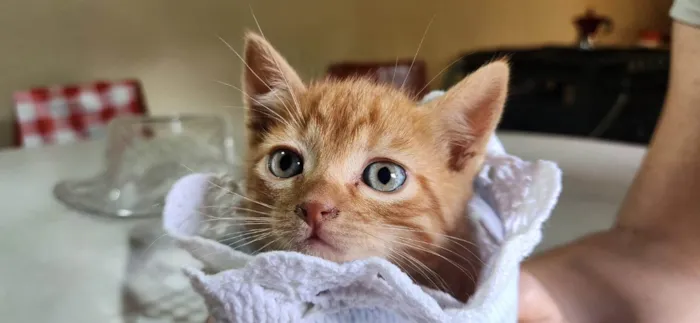 Gato ra a SRD-ViraLata idade 2 a 6 meses nome Caramelo
