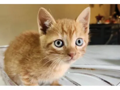 Gato raça SRD-ViraLata idade 2 a 6 meses nome Caramelo