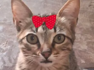 Gato raça SRD-ViraLata idade 2 a 6 meses nome Tina 