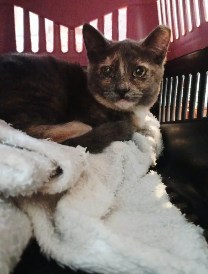 Gato ra a SRD-ViraLata idade 2 a 6 meses nome Juju