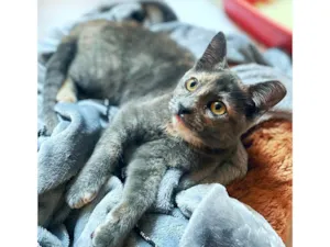 Gato raça SRD-ViraLata idade 2 a 6 meses nome Juju