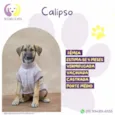 Calipso