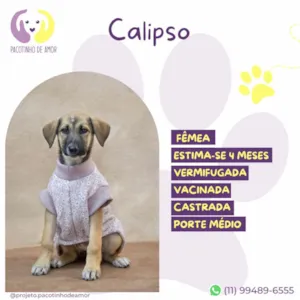 Cachorro raça SRD-ViraLata idade 2 a 6 meses nome Calipso