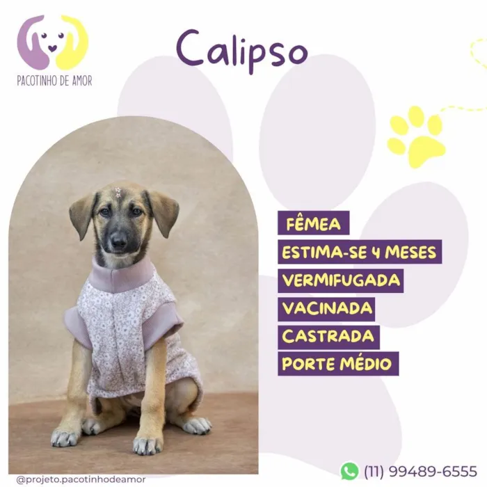 Cachorro ra a SRD-ViraLata idade 2 a 6 meses nome Calipso