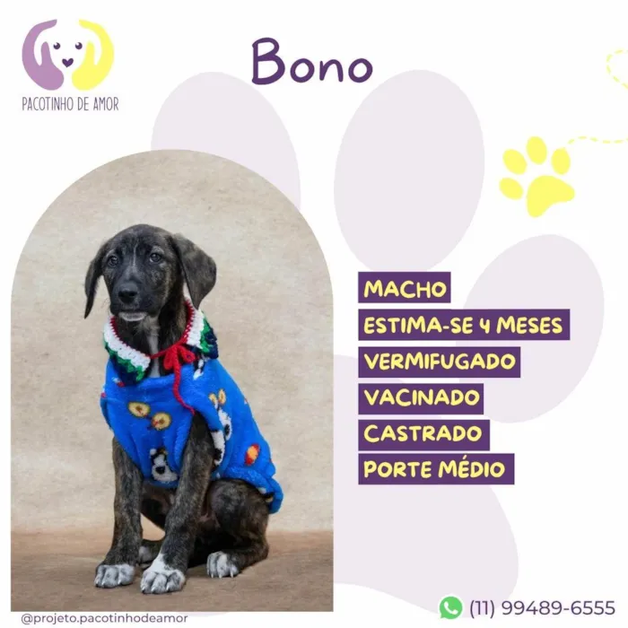 Cachorro ra a SRD-ViraLata idade 2 a 6 meses nome Bono