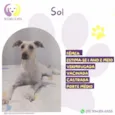 Sol