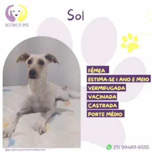 Cachorro raça SRD-ViraLata idade 1 ano nome Sol