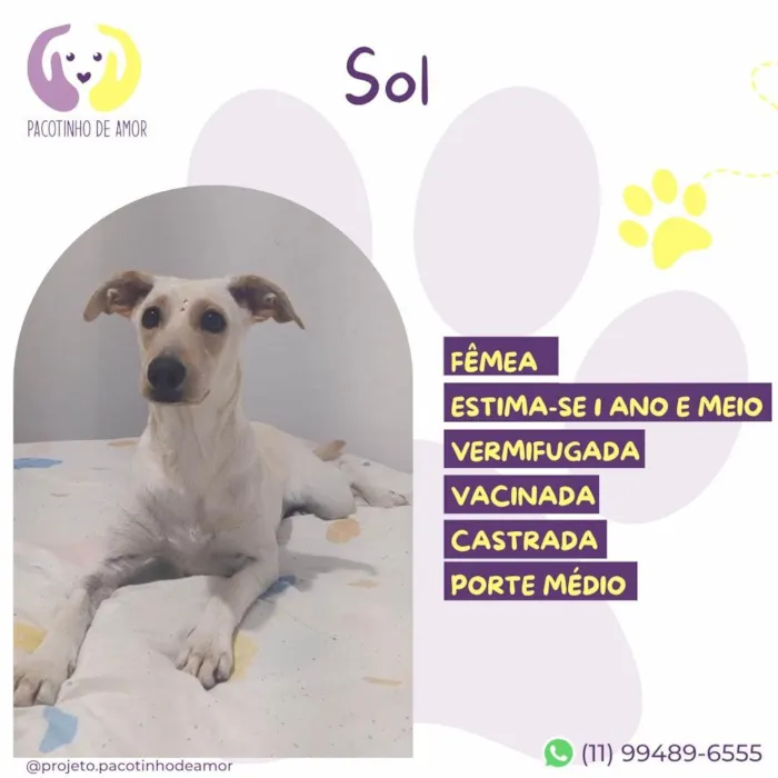 Cachorro ra a SRD-ViraLata idade 1 ano nome Sol