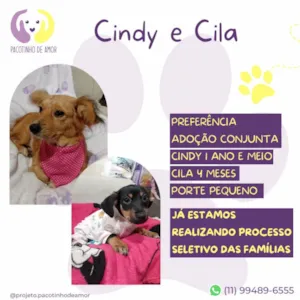 Cachorro raça SRD-ViraLata idade 1 ano nome Cindy e Cila
