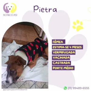 Cachorro raça SRD-ViraLata idade 2 a 6 meses nome Pietra 