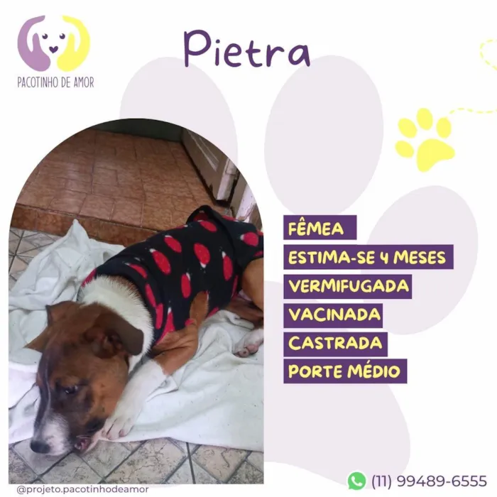 Cachorro ra a SRD-ViraLata idade 2 a 6 meses nome Pietra