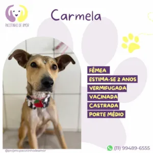 Cachorro raça SRD-ViraLata idade 2 anos nome Carmela