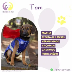 Cachorro raça SRD-ViraLata idade 2 a 6 meses nome Tom