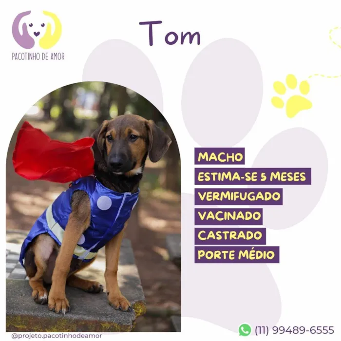 Cachorro ra a SRD-ViraLata idade 2 a 6 meses nome Tom
