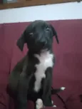 Amora