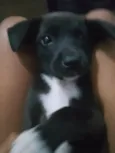 Amora