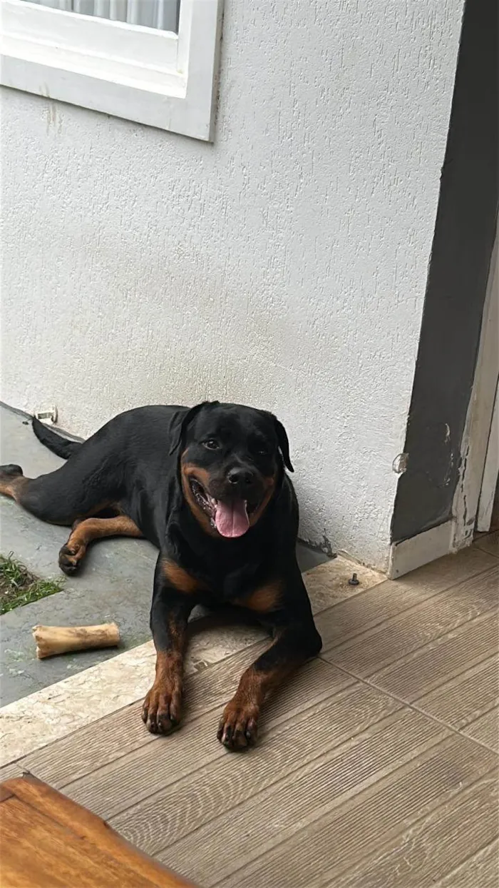Cachorro ra a Rottweiler idade 1 ano nome Faísca 