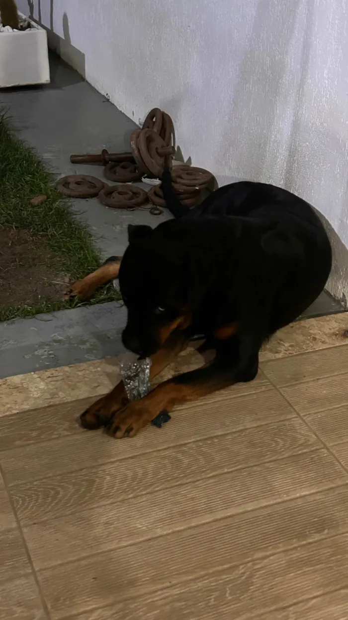 Cachorro ra a Rottweiler idade 1 ano nome Faísca 
