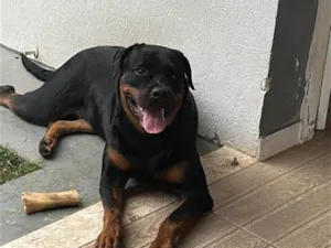 Cachorro raça Rottweiler idade 1 ano nome Faísca 