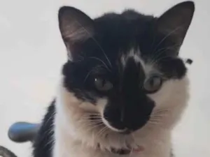 Gato raça SRD-ViraLata idade 2 anos nome Pitty