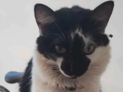 Gato raça SRD-ViraLata idade 2 anos nome Pitty
