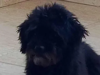 Cachorro raça SRD-ViraLata idade 5 anos nome Snoopy 
