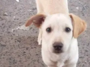 Cachorro raça SRD-ViraLata idade 1 ano nome Koda