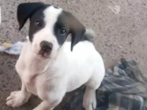 Cachorro raça SRD-ViraLata idade 1 ano nome kenai