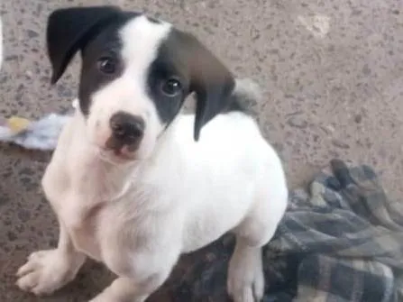 Cachorro ra a SRD-ViraLata idade 1 ano nome kenai