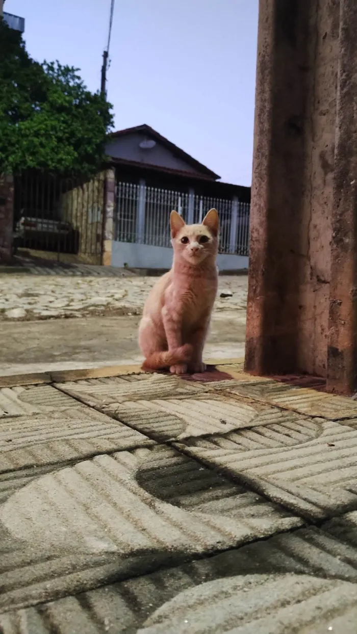 Gato ra a SRD-ViraLata idade 2 a 6 meses nome Baby