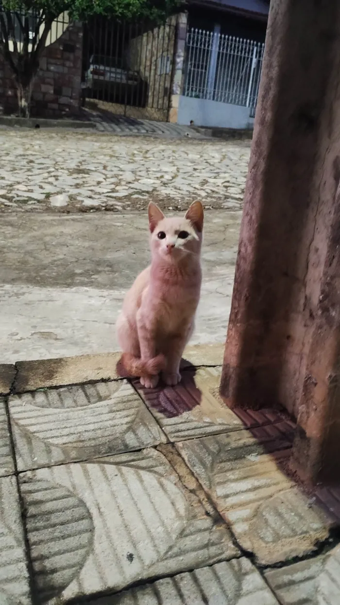 Gato ra a SRD-ViraLata idade 2 a 6 meses nome Baby