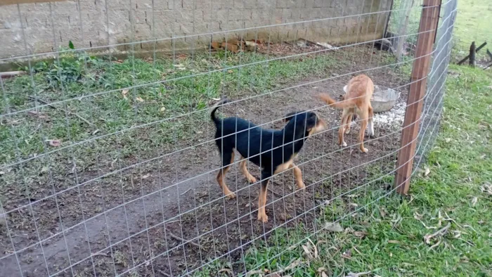 Cachorro ra a SRD-ViraLata idade 7 a 11 meses nome Zeus, safira, aisha, estelar, Thor 