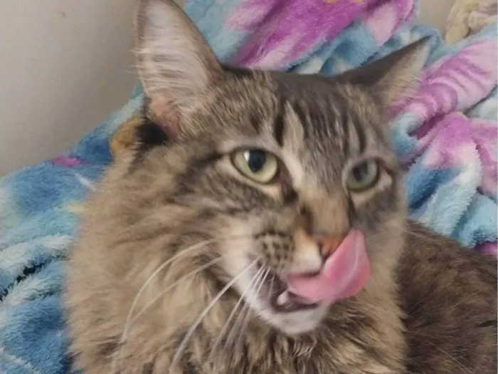Gato ra a SRD-ViraLata idade 6 ou mais anos nome Mel
