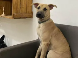 Cachorro raça SRD-ViraLata idade 1 ano nome Antônio 
